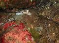 Limace Doris Dalmatien01